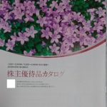 【IPO】大和証券におけるIPOチャンス当選の概要と株主優待を利用した当選確率アップについて